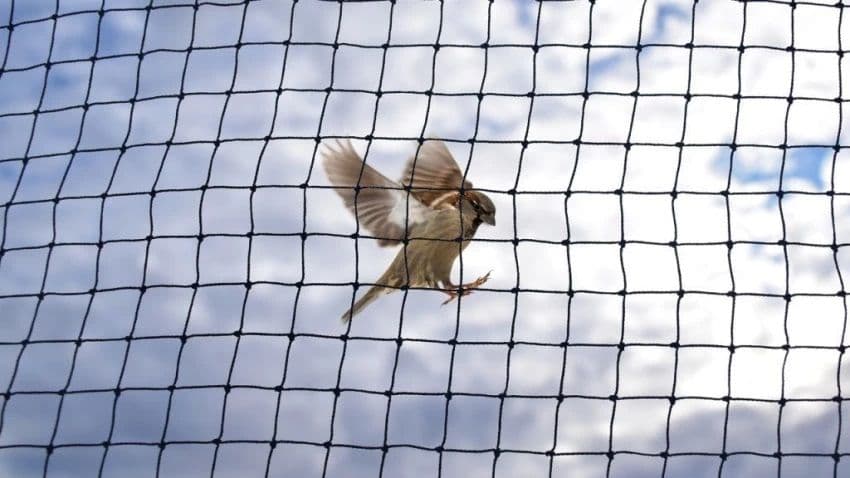 Anti bird net installed on balcony in Bangalore